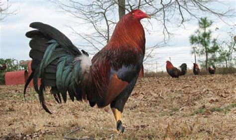 gamefowl pre-conditioning|The Keep: Feeding (A Conditioning System for .